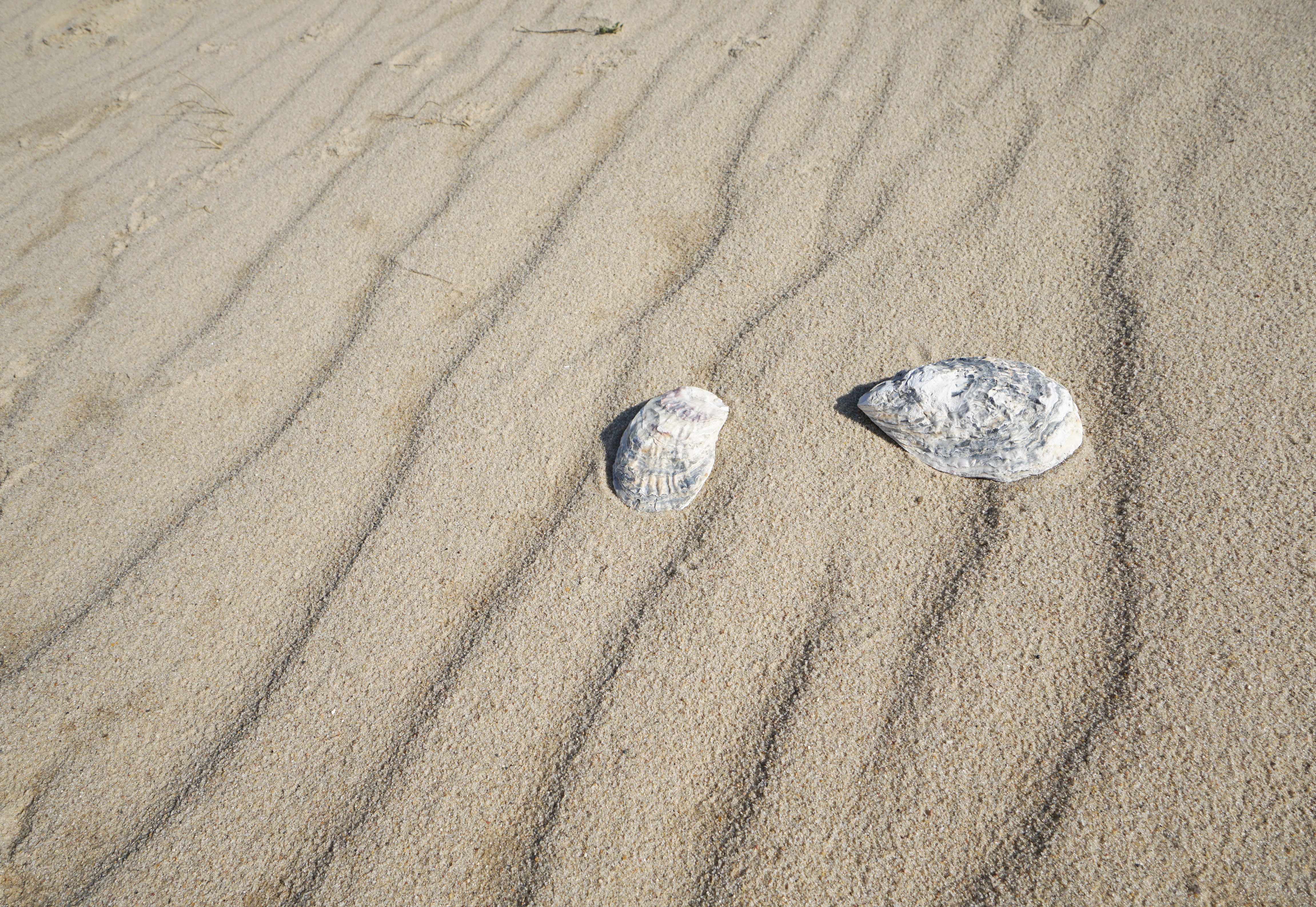 hotel-strandhus-cuxhaven-nordsee-natur.jpg